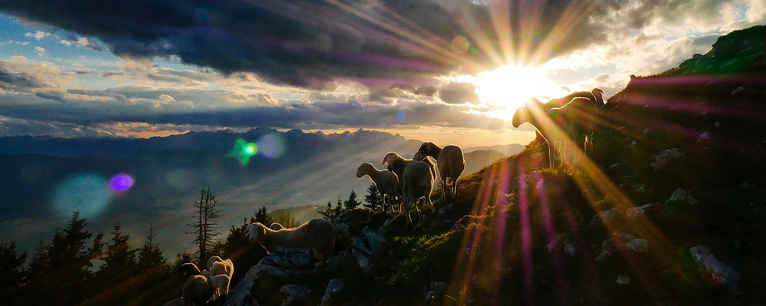 Sheep at sunrise