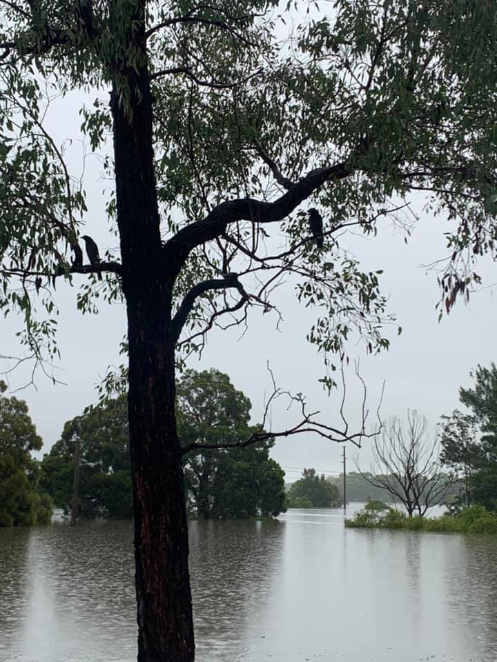 NSW Floods 2021