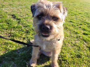 Broxi the Border Terrier