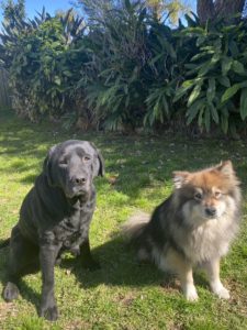 Phil's dogs Barney and Prim