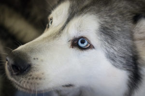 Skye and Shadow - Chantal's dogs