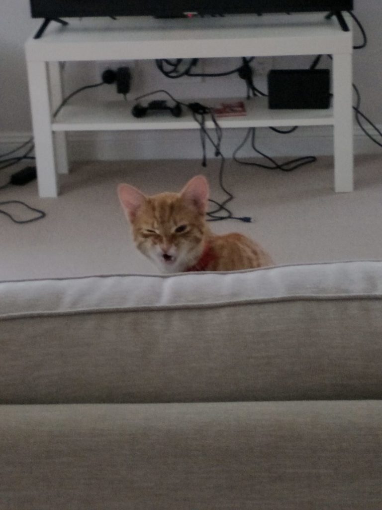 Colin, Anita's cat