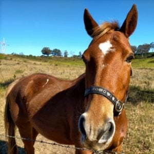 A south west Sydney neighbourhood horse known as Bruce Tucker