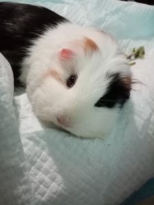 Pat's little Moo Moo