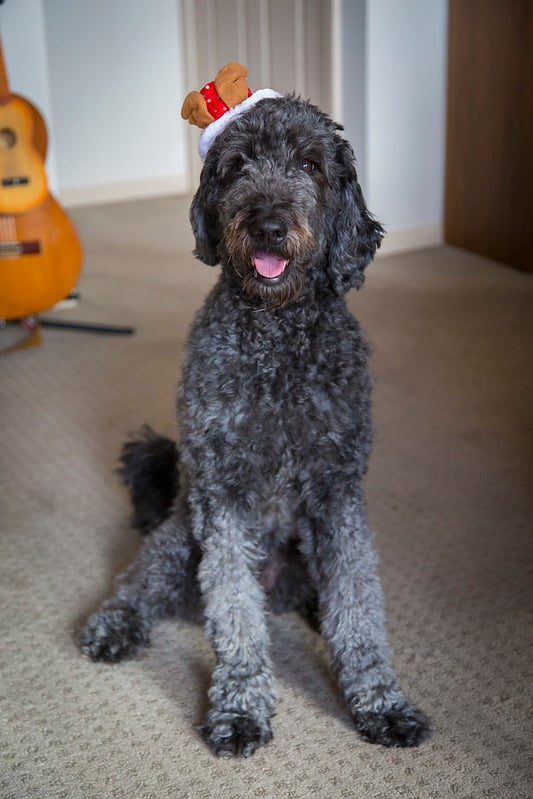 Izzy all dressed up for Christmas