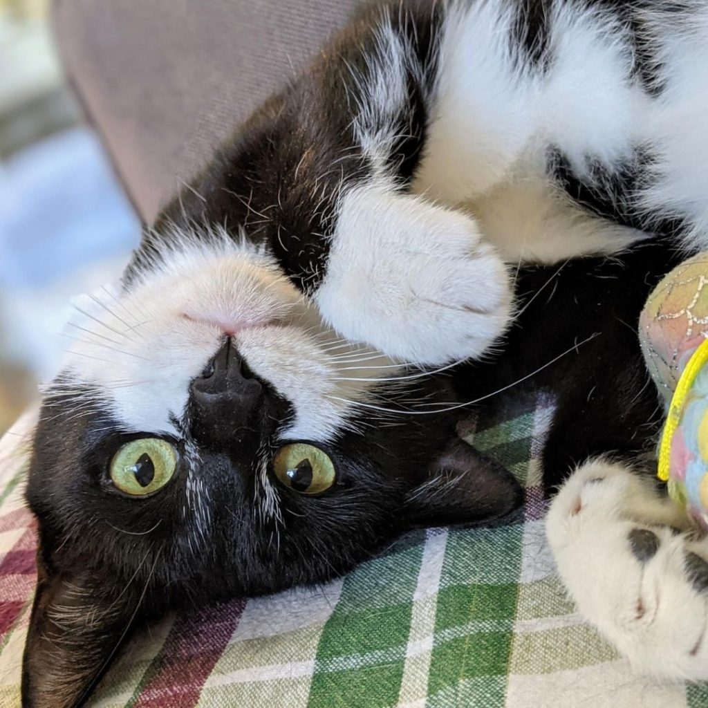 Loki