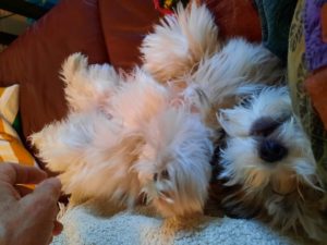 Louis, Mike's dog