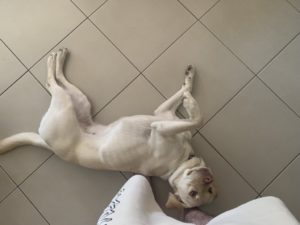Princess Sparkles, Freddo's dog