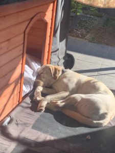 Princess Sparkles, Freddo's dog