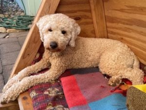 Neffie. She is a 2-year-old miniature Groodle (Golden Retriever Poodle