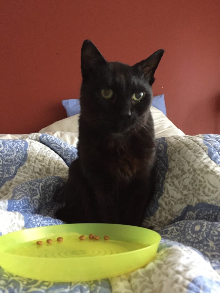 Graham's cat
