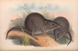 Gilbert's_potoroo Wikipedia