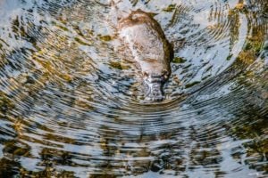 Platypus trevor-mckinnon-8xaWc7DL4n8-unsplash