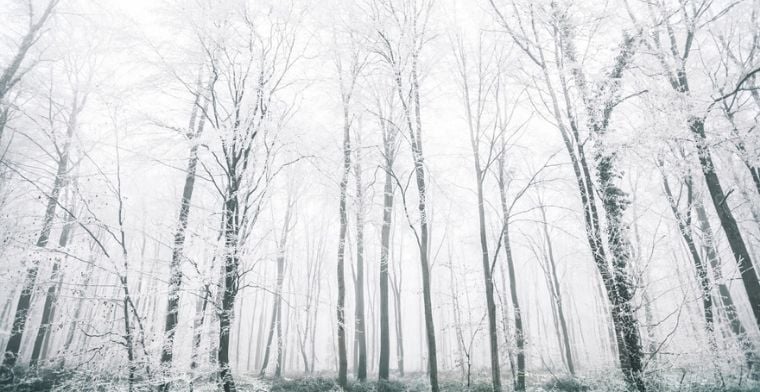Forest in winter time