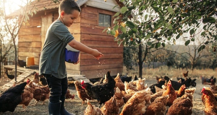 Boy feeding chickens