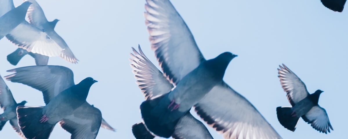 Pigeons flying