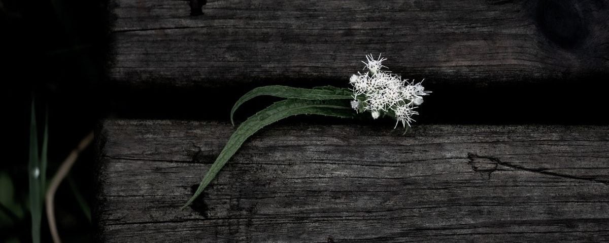 Moving Beyond Resilience to Steadfastness in the Face of Life’s Most Difficult Storms
