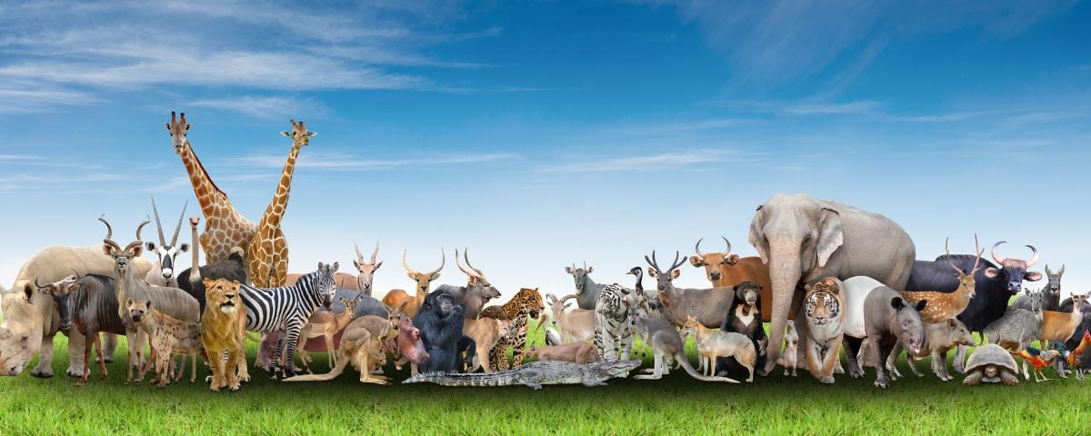 Animal Welfare — A LifeWords Devotion