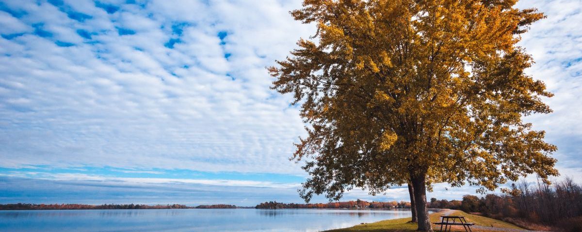 In the Search for Greatness, Which Tree Will You Be?