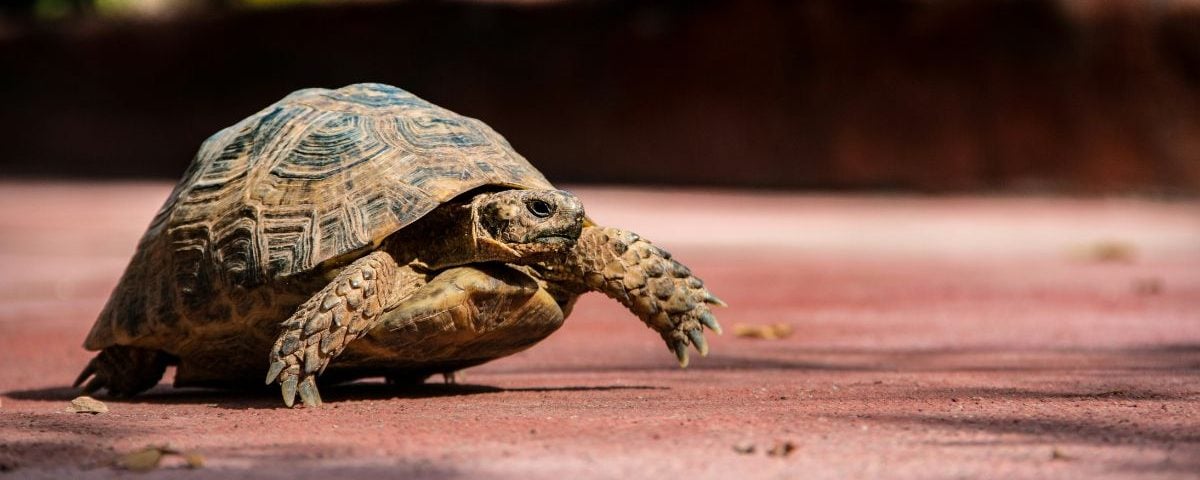 Why Patience Pays Off: Slow and Steady Effort Now, Results Later