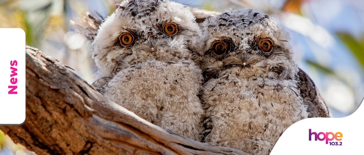 Tawny Frogmouth: 2025 Bird of the Year