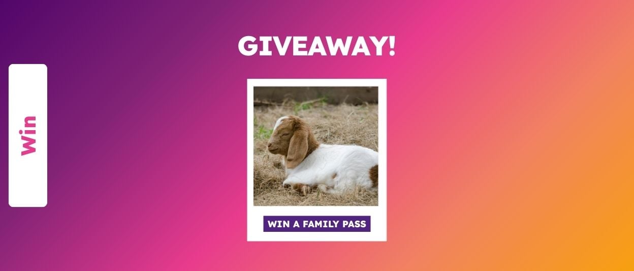 Win a Family Pass to Calmsley Hill Farm in time for July School Holidays