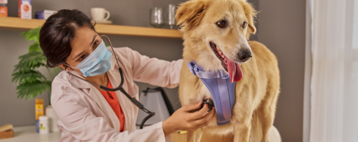 Preventable Pet Health Problems